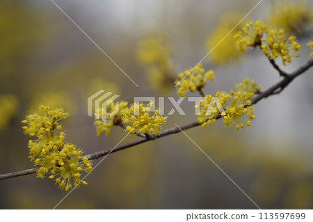 Cornus officinalis yellow flowers on a tree in spring 113597699