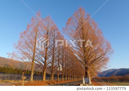 A row of deciduous metasequoia trees bathed in the morning sun in Makino Town, Takashima City, Shiga Prefecture 113597779