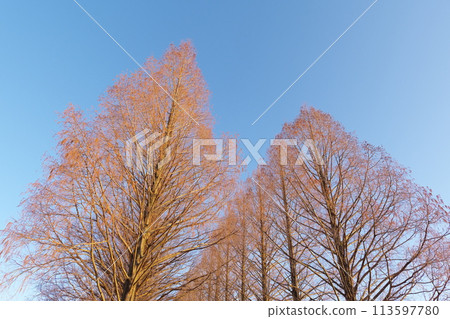 Fallen metasequoia trees bathed in the morning sun in Makino Town, Takashima City, Shiga Prefecture Fallen metasequoia trees bathed in the morning sun in Makino Town, Takashima City, Shiga Prefecture 113597780