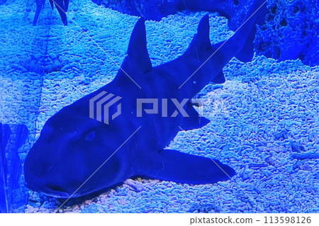 魚在魚缸裡游泳 魚在魚缸裡游泳 113598126