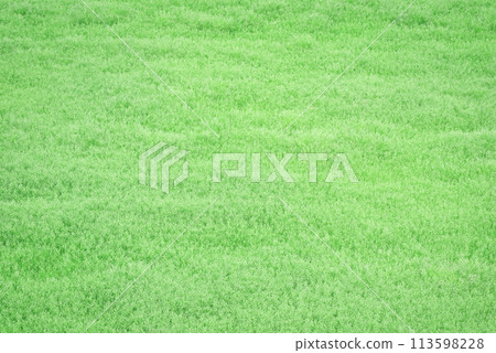 綠色地毯 113598228