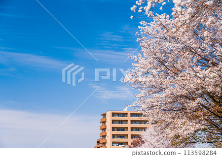 Spring, blue sky, cherry blossoms, apartment Spring, blue sky, cherry blossoms, apartment 113598284