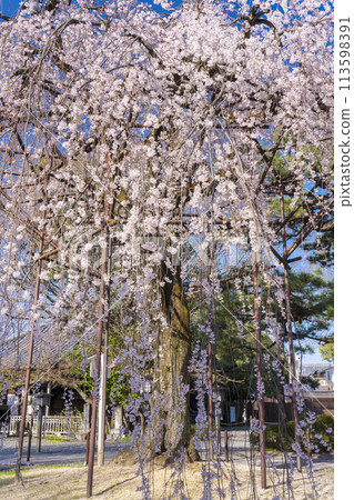 Daihoonji Temple (Senbon Shakado) - Akemizakura in full bloom Daihoonji Temple (Senbon Shakado) - Akemizakura in full bloom 113598391