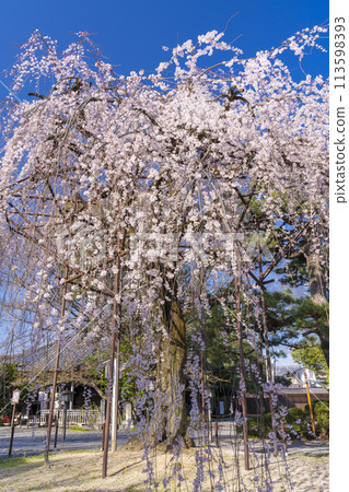 Daihoonji Temple (Senbon Shakado) - Akemizakura in full bloom 113598393
