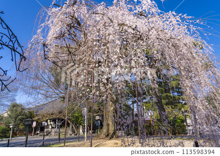 Daihoonji Temple (Senbon Shakado) - Akemizakura in full bloom Daihoonji Temple (Senbon Shakado) - Akemizakura in full bloom 113598394