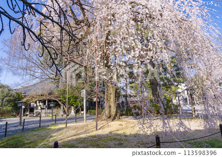 Daihoonji Temple (Senbon Shakado) - Akemizakura in full bloom Daihoonji Temple (Senbon Shakado) - Akemizakura in full bloom 113598396