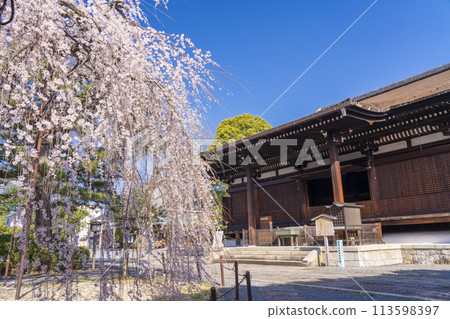 大報寺(千本釋迦堂)正殿阿伽梅櫻花盛開 大報寺(千本釋迦堂)正殿阿伽梅櫻花盛開 113598397
