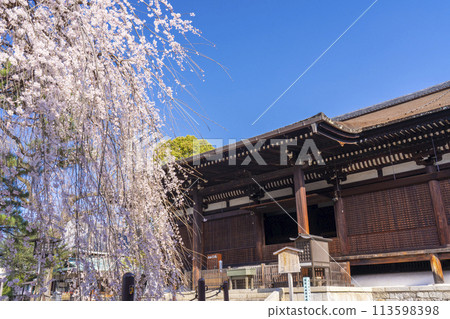 Daiho-onji Temple (Senbon Shakado) Main Hall - Akemizakura in full bloom 113598398