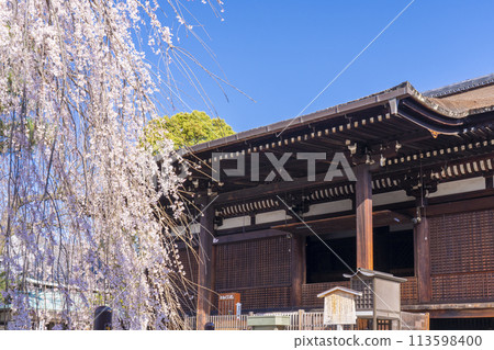 Daiho-onji Temple (Senbon Shakado) Main Hall - Akemizakura in full bloom Daiho-onji Temple (Senbon Shakado) Main Hall - Akemizakura in full bloom 113598400