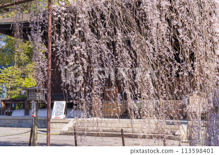 大報寺(千本釋迦堂)正殿阿伽梅櫻花盛開 大報寺(千本釋迦堂)正殿阿伽梅櫻花盛開 113598401
