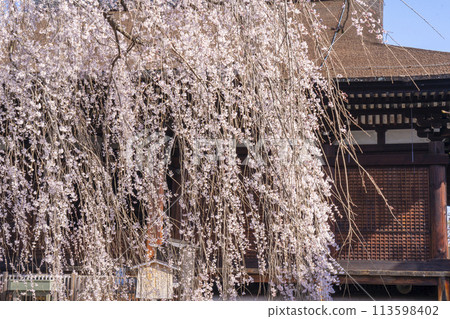 Daiho-onji Temple (Senbon Shakado) Main Hall - Akemizakura in full bloom Daiho-onji Temple (Senbon Shakado) Main Hall - Akemizakura in full bloom 113598402