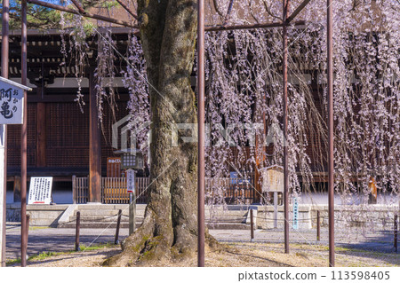 Daiho-onji Temple (Senbon Shakado) Main Hall - Akemizakura in full bloom Daiho-onji Temple (Senbon Shakado) Main Hall - Akemizakura in full bloom 113598405