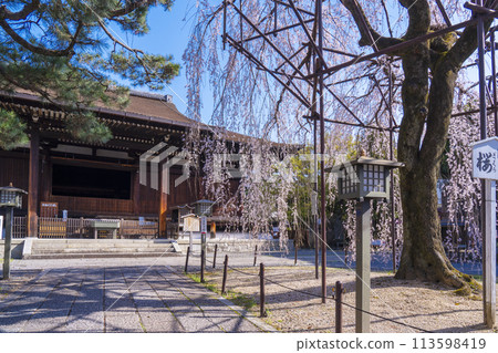 Daiho-onji Temple (Senbon Shakado) Main Hall - Akemizakura in full bloom Daiho-onji Temple (Senbon Shakado) Main Hall - Akemizakura in full bloom 113598419