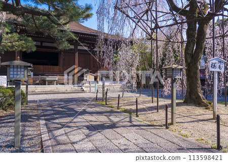 Daiho-onji Temple (Senbon Shakado) Main Hall - Akemizakura in full bloom Daiho-onji Temple (Senbon Shakado) Main Hall - Akemizakura in full bloom 113598421
