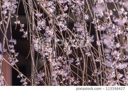 Daihoonji Temple (Senbon Shakado) Akemi Sakura in full bloom Daihoonji Temple (Senbon Shakado) Akemi Sakura in full bloom 113598427