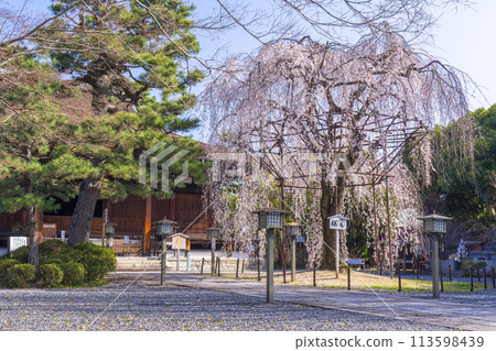 Daiho-onji Temple (Senbon Shakado) Main Hall - Akemizakura in full bloom 113598439