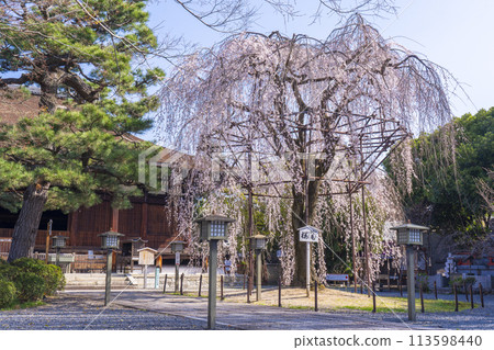 Daiho-onji Temple (Senbon Shakado) Main Hall - Akemizakura in full bloom 113598440