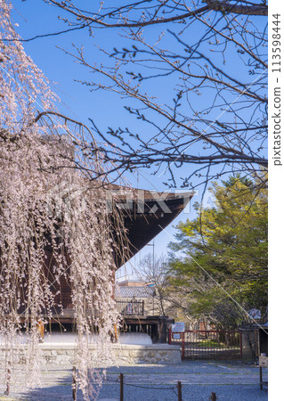 Daiho-onji Temple (Senbon Shakado) Main Hall - Akemizakura in full bloom 113598444