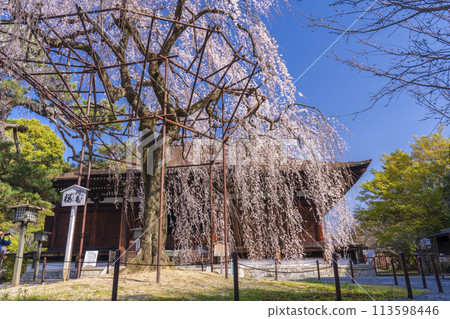 大報寺（千本釋迦堂）正殿阿伽梅櫻花盛開 113598446