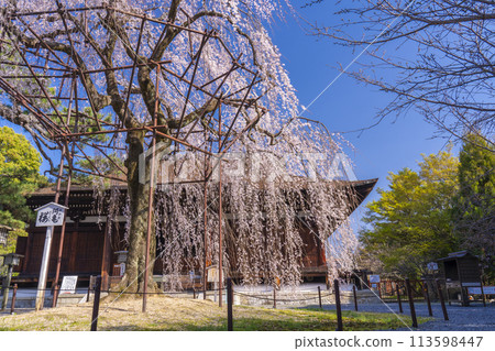 Daiho-onji Temple (Senbon Shakado) Main Hall - Akemizakura in full bloom Daiho-onji Temple (Senbon Shakado) Main Hall - Akemizakura in full bloom 113598447