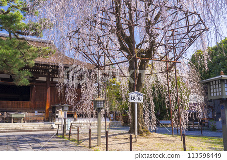大報寺（千本釋迦堂）正殿阿伽梅櫻花盛開 113598449