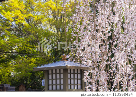 Daihoonji Temple (Senbon Shakado) - Akemizakura in full bloom Daihoonji Temple (Senbon Shakado) - Akemizakura in full bloom 113598454
