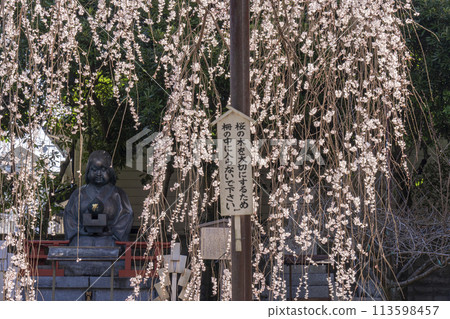 Okame statue at Daiho-onji Temple (Senbon Shakado) - Okame cherry blossoms in full bloom Okame statue at Daiho-onji Temple (Senbon Shakado) - Okame cherry blossoms in full bloom 113598457
