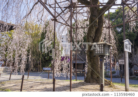 Daihoonji Temple (Senbon Shakado) - Akemizakura in full bloom 113598460