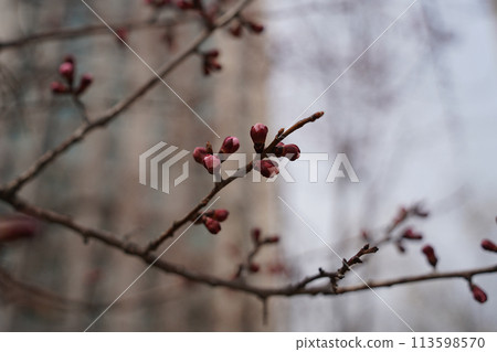In spring, buds sprout on cherry blossom branches. In spring, buds sprout on cherry blossom branches. 113598570