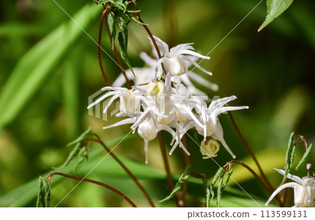 Kibana Ikarisisu 113599131