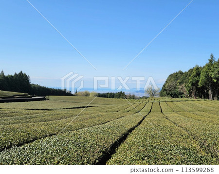 眺望駿河灣的佐佐場春景 113599268