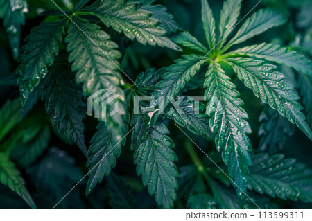 cannabis plants as background. Closeup texture of marijuana leaves 113599311