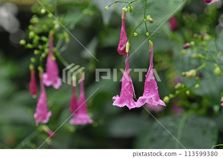 Strobilantes Hamiltonia 是一種可愛的深粉紫色垂花，原產於喜馬拉雅山。 113599380