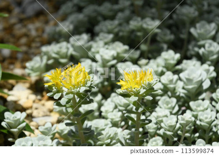 Sedum sparrifolium is a gray-green succulent native to western North America with beautiful inflorescences of yellow flowers growing from its flower diameter. Sedum sparrifolium is a gray-green succulent native to western North America with beautiful inflorescences of yellow flowers growing from its flower diameter. 113599874