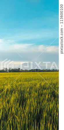 Small river on the edge of a rice farm in afternoon Small river on the edge of a rice farm in afternoon 113600100