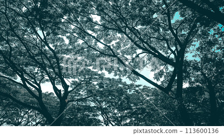 lush leaves with bright and cool summers lush leaves with bright and cool summers 113600136
