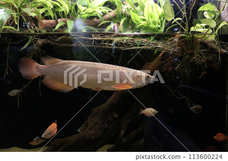 Spotted Barramundi Spotted Barramundi 113600224