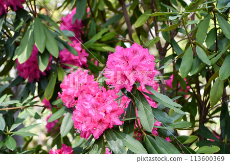 Rhododendron flower 113600369