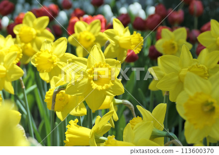 flowering daffodils or yellow narcissus blossoms in a spring garden 113600370