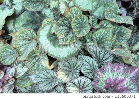 Top view various begonia leaves background 113600371