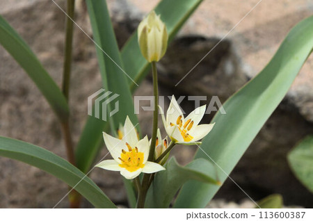 Tulipa turkestanica is a species of tulip native to Central Asia that has beautiful white flowers with yellow bases. Tulipa turkestanica is a species of tulip native to Central Asia that has beautiful white flowers with yellow bases. 113600387