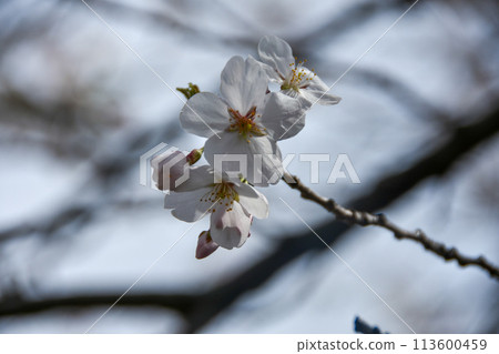 盛開的櫻花在春天的陽光下閃耀 113600459