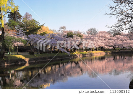 Tsuruoka Park: One of Japan's Top 100 Cherry Blossom Spots Tsuruoka Park: One of Japan's Top 100 Cherry Blossom Spots 113600512