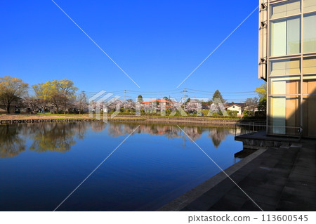 Tsuruoka Park: One of Japan's Top 100 Cherry Blossom Spots 113600545