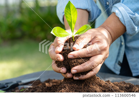 Gardener woman plant a tree with peat moss organic matter improve soil for agriculture organic plant growing, ecology concept. Gardener woman plant a tree with peat moss organic matter improve soil for agriculture organic plant growing, ecology concept. 113600546