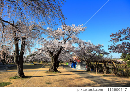 Tsuruoka Park: One of Japan's Top 100 Cherry Blossom Spots 113600547