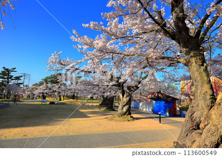 日本賞櫻名所100選 鶴岡公園 113600549