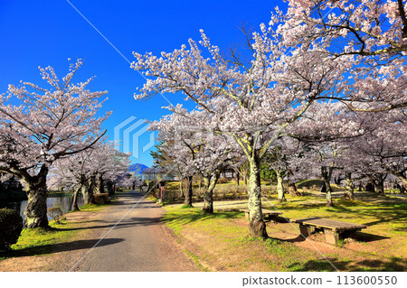 Tsuruoka Park: One of Japan's Top 100 Cherry Blossom Spots 113600550