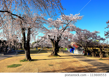 Tsuruoka Park: One of Japan's Top 100 Cherry Blossom Spots Tsuruoka Park: One of Japan's Top 100 Cherry Blossom Spots 113600553