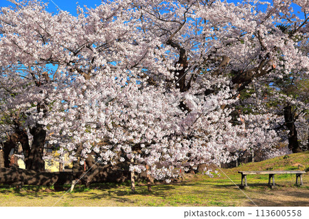 日本賞櫻名所100選 鶴岡公園 日本賞櫻名所100選 鶴岡公園 113600558